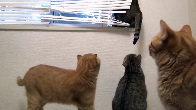 Ну что ж там за окном?!