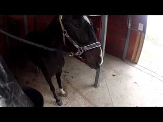 Horse rider stance PNF stretching
