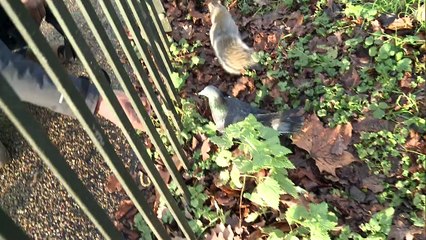 Are squirrels getting fatter?