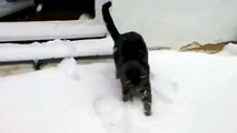 İlk defa kar gören kara kedi