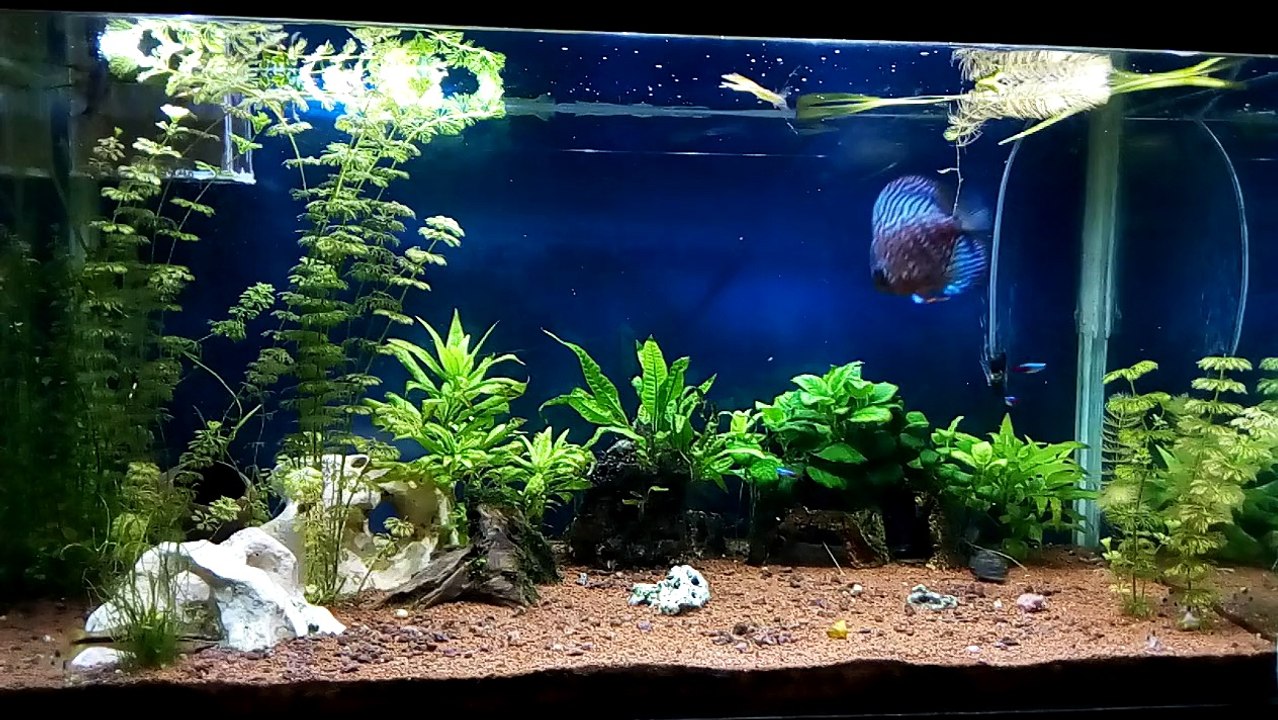 Mi acuario 2016-01-07