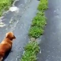 Dog owner pretents to suddenly collapse while walking his dog and records the dog`s reaction