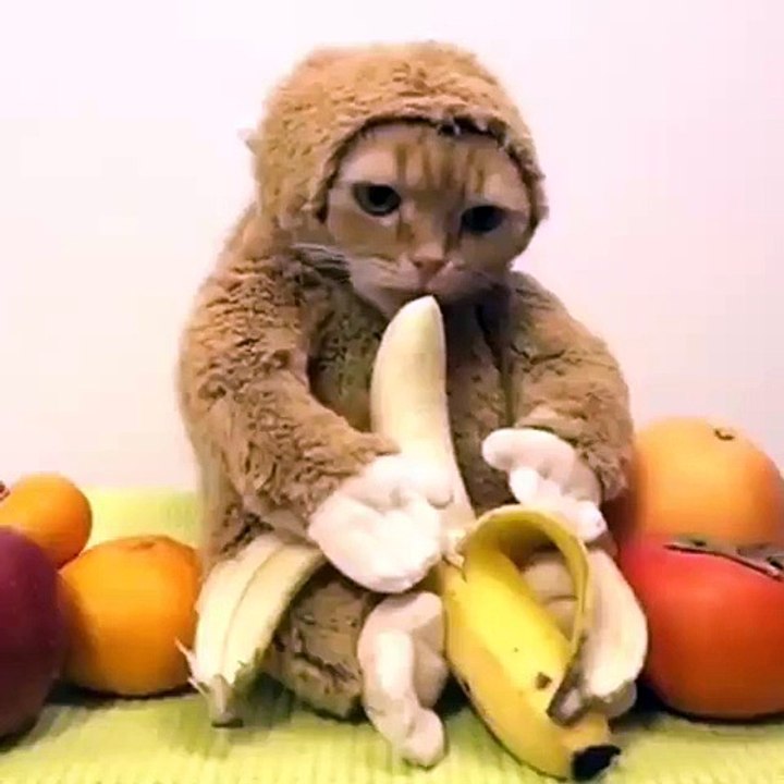 Monkey cat