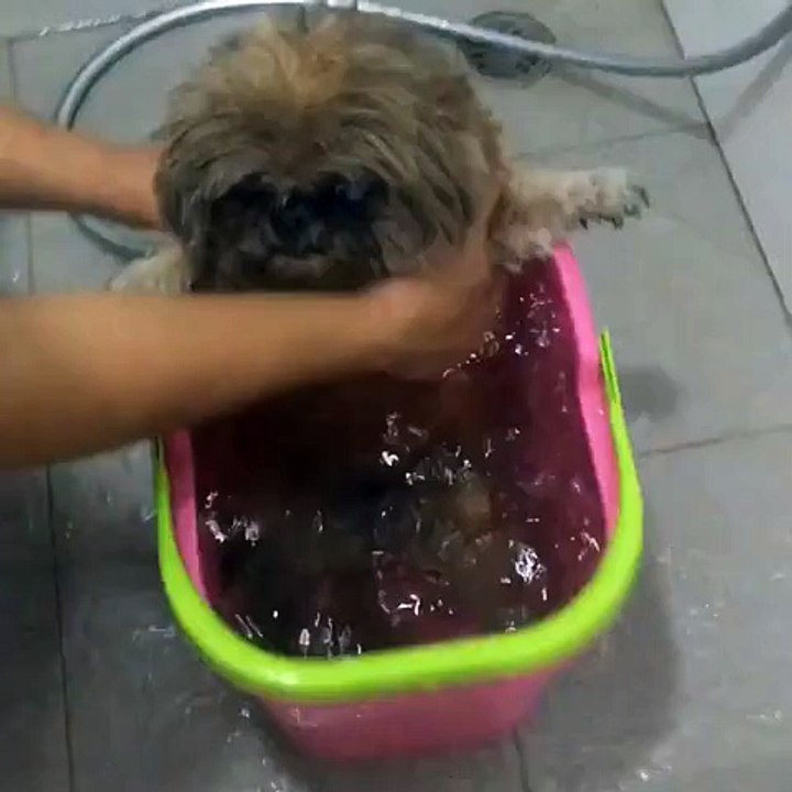 Cute puppy that loves bath