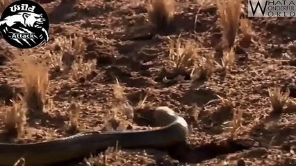 Wild Animals Fighting Compilation Documentary - Snake vs Mongoos