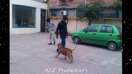 Pit bull Dog Playing withTanis Ball,, dangerous.