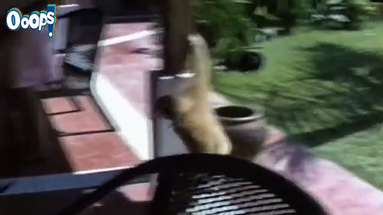 Killer Epic Funny Fail Compilation || Best Funny Videos || Funny Fails December 2014