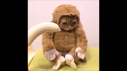Chat / singe qui mange une banane ! A D O R A B L E !