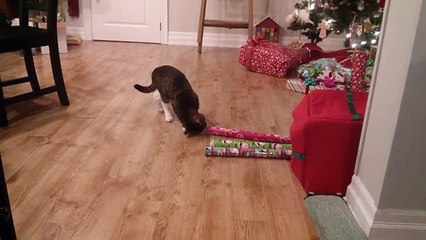Curious Cat Battles Wrapping Paper - Rumble