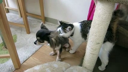 Curious cat inspects chihuahua's new haircut - Rumble 2016