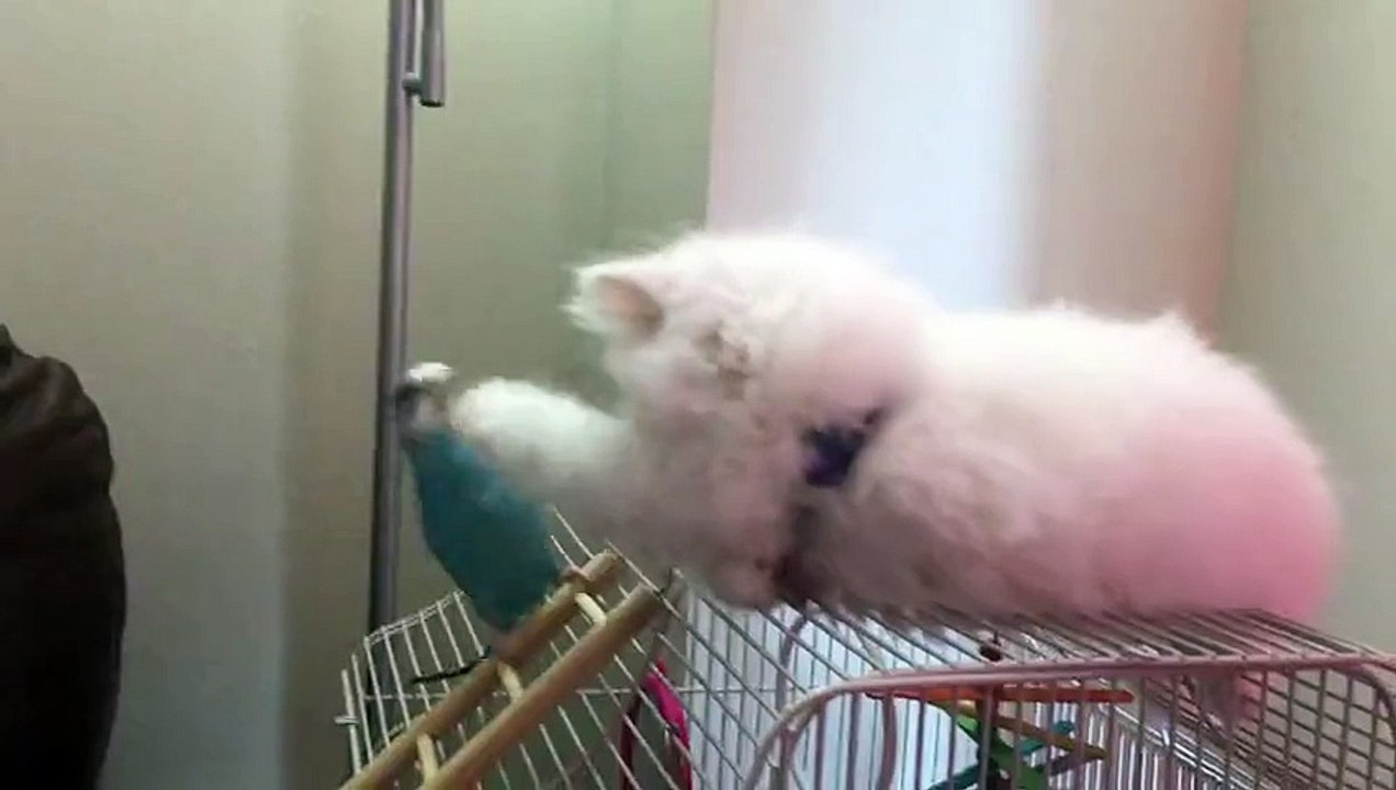 Curious White Persian Kitten befriends parrot - Rumble 2016