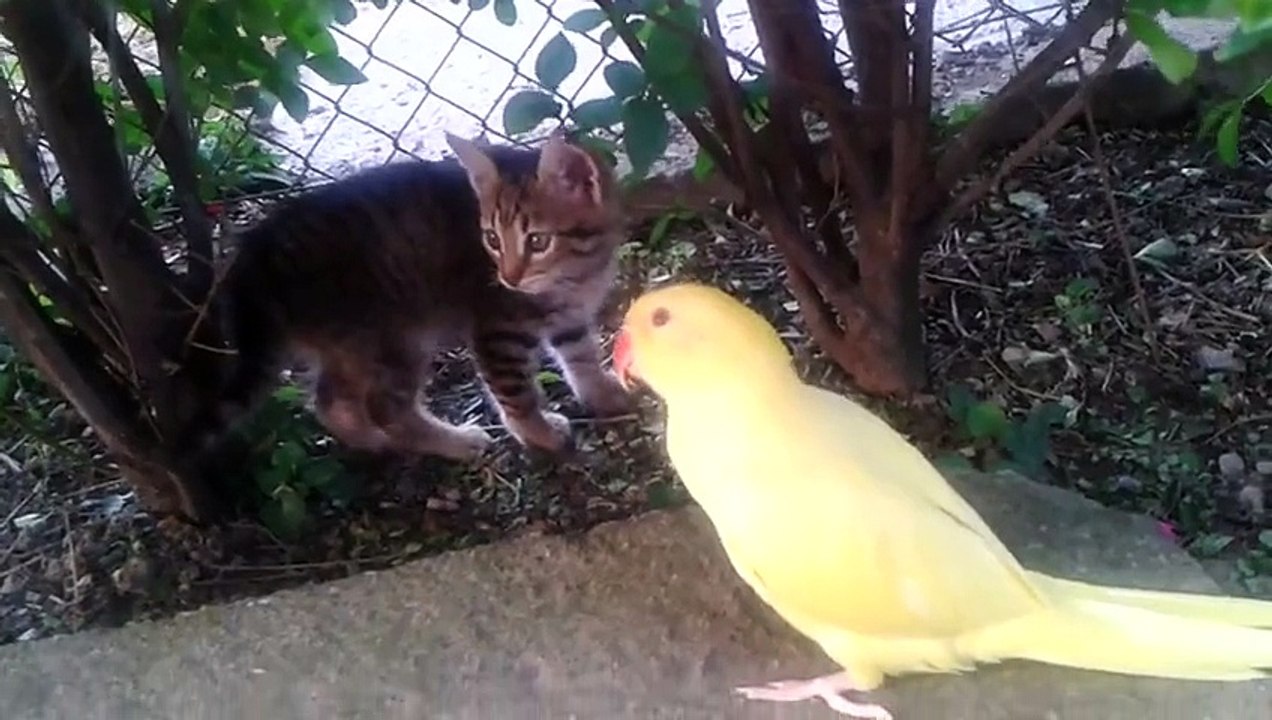 Parrot attempts to befriend cautious kitten - Rumble 2016