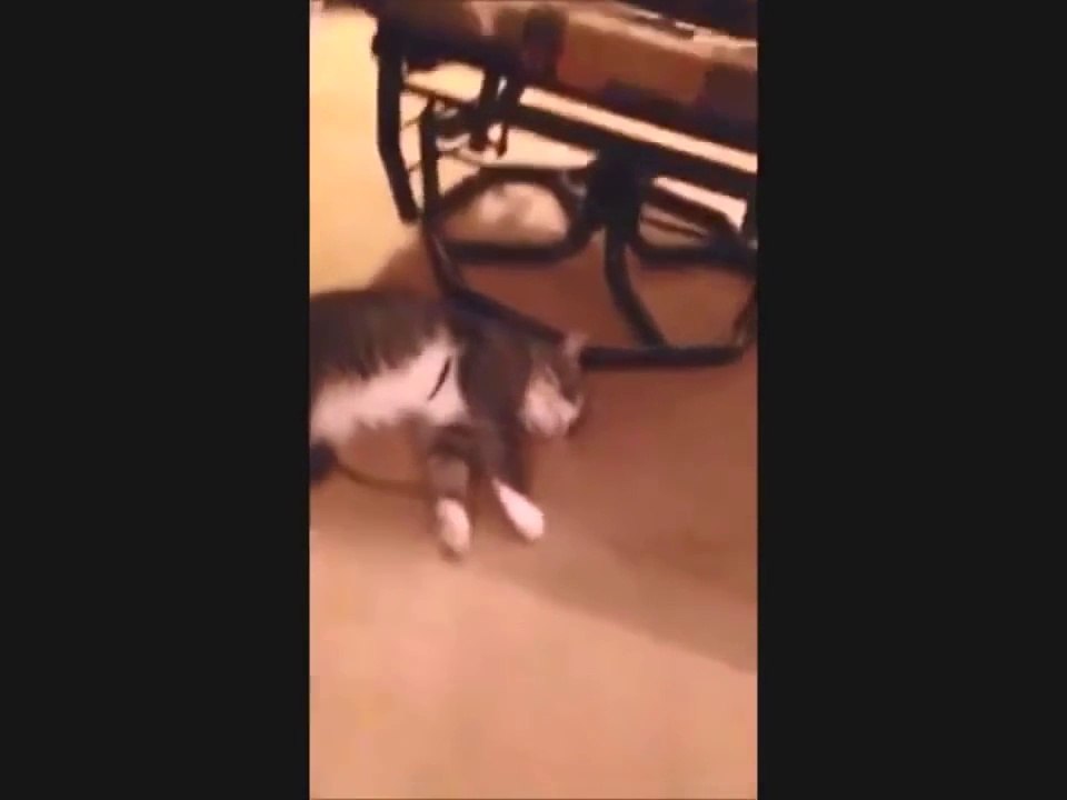 кот притворщик