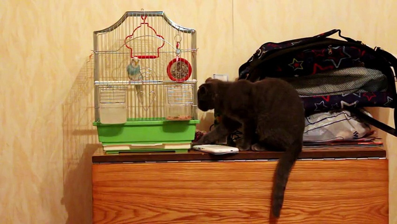 Parrot scares curious cat - Rumble 2016