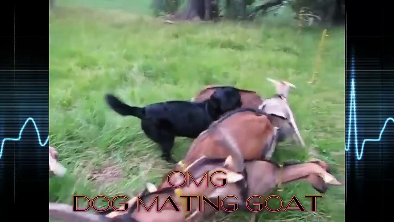 OMG Dog Mating With Goat 2016 [NEW]