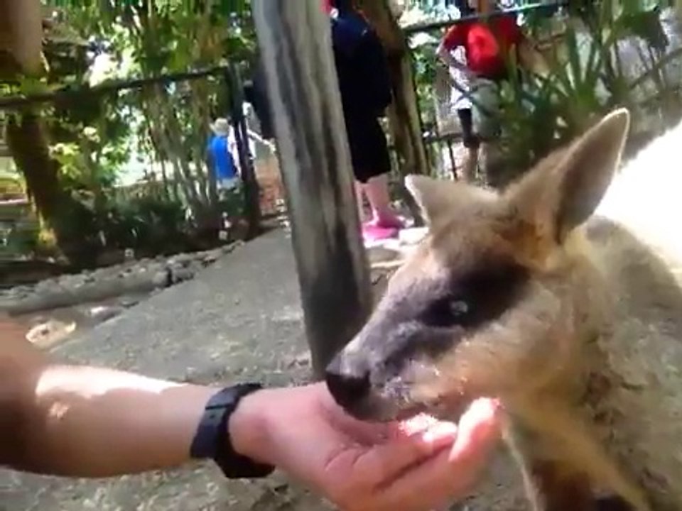 Feeding Kangooru