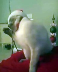 Poor kitty just hates his Christmas