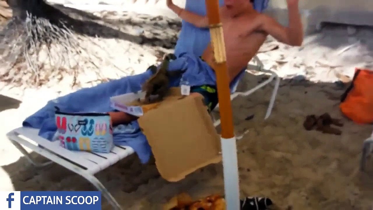 Try not to laugh challenge IMPOSSIBLE - FUNNY Videos 2015 - Funny Animals