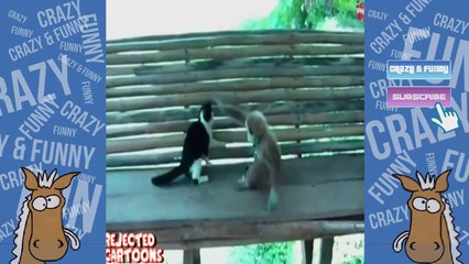 Funny Animals Voice Over Vine Compilation
