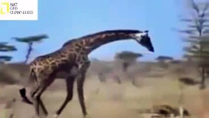 Biggest Wild Animal Fight,Animal Attack NAT GEO WILD 2015 AnimalWorld
