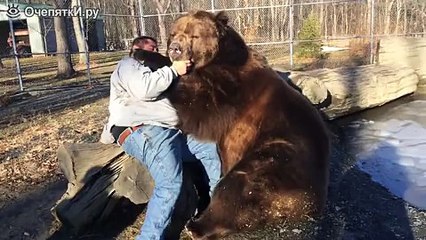 Огромный домашний медведь