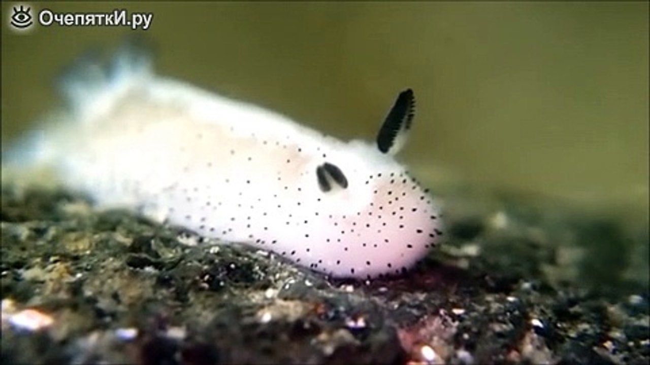 Слизняк Морской кролик