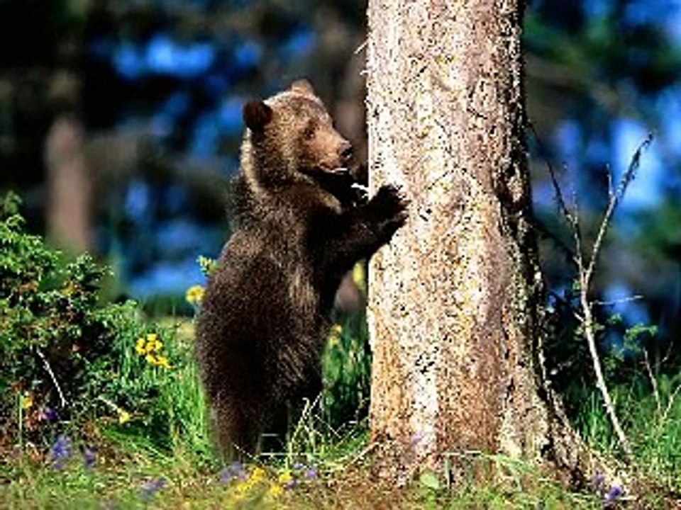 Animals: The Creation of God 2