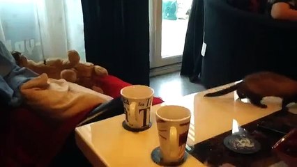 Stupid ferret (Televizyon Kanalları FULL HD 720P)