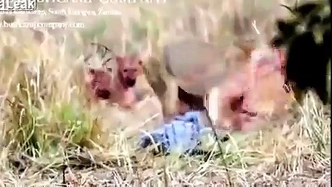 LIONS VS CROCODILE