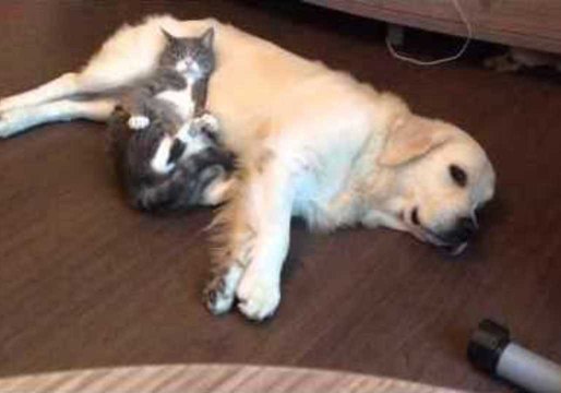 Cat Enjoys a Dog-Sized Pillow
