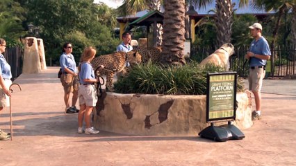 Cheetahs Take a Walk around the Houston Zoo