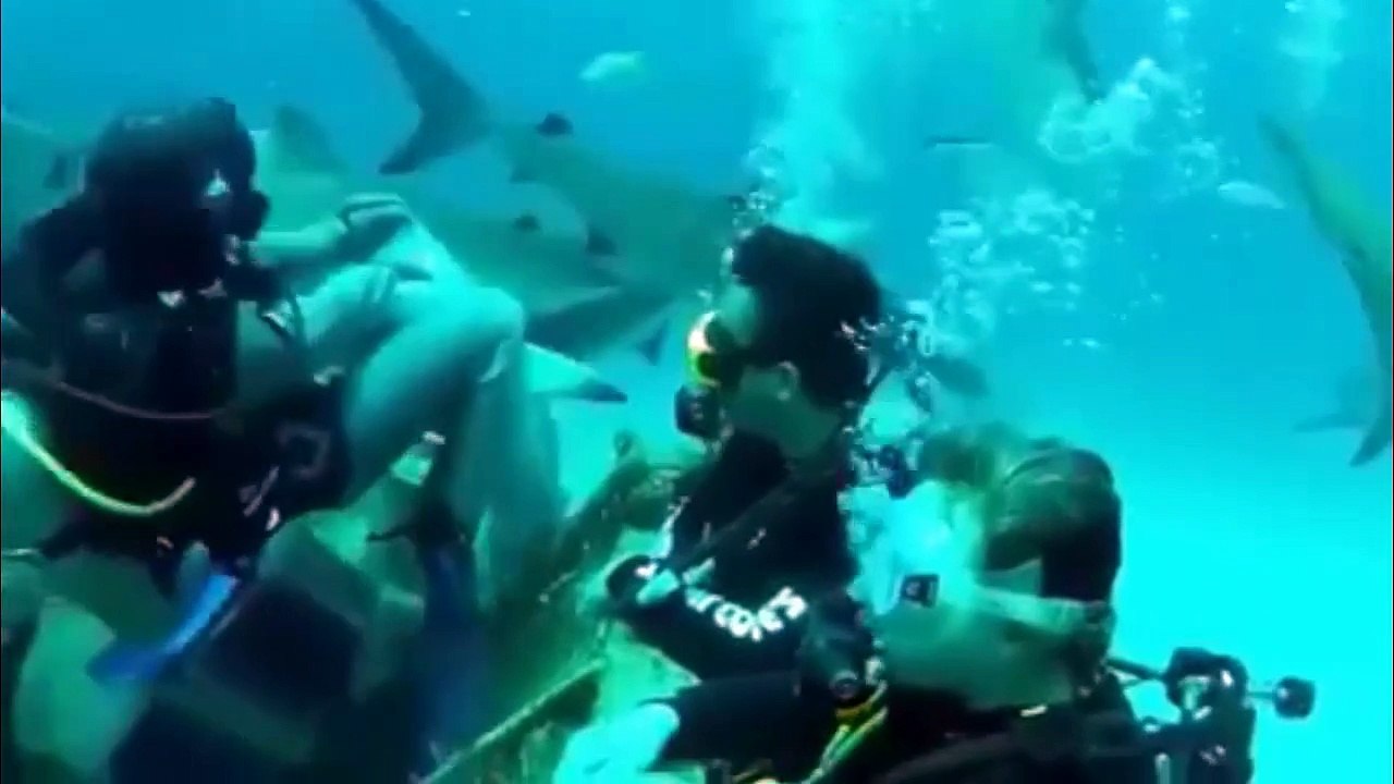 Extreme Animal Attacks Water Edition