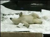 Hudson Polar Bear  Forests Are Important - Polar Bears International at Brookfield Zoo