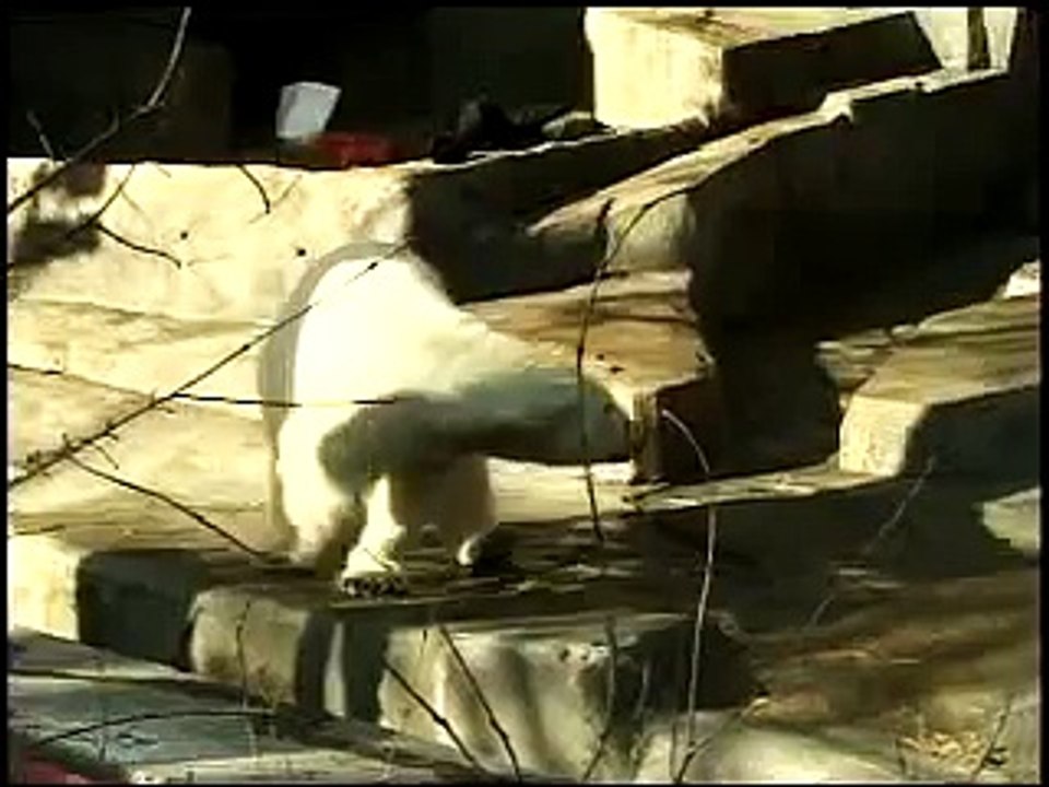 Polar Bear Plunge at Brookfield Zoo  Forests Are Important - Polar Bears International