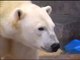 Forests Are Important - Polar Bears International Hudson Polar Bear 2