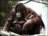 Orangutan Baby at Brookfield Zoo Forests Are Important - Polar Bears International Hudson Polar Bear 2