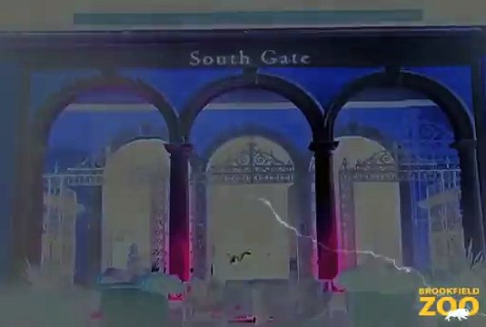 Creatures of the Night TV Spot Forests Are Important - Polar Bears International Hudson Polar Bear 2