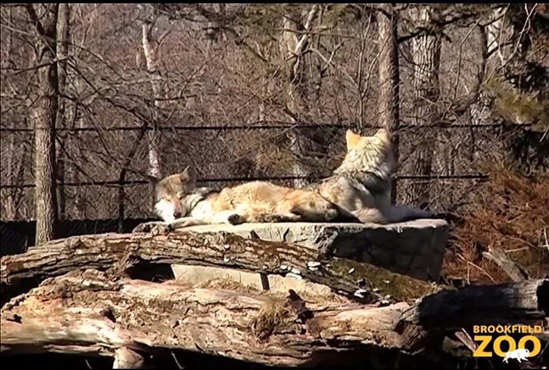 Howling Wolves Forests Are Important - Polar Bears International Hudson Polar Bear 2 at Brookfield Zoo