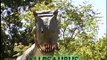 Mesozoic Idol  Allosaurus - Week 4 Howling Wolves Forests Are Important - Polar Bears International Hudson Polar Bear 2 at Brookfield Zoo