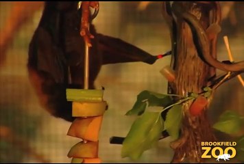 Rodrigues Fruit Bats with Enrichment Items