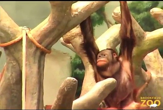 Forests Are Important - Polar Bears International Orangutans Going Ape at Brookfield Zoo