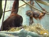 International Orangutan Awareness Weekend Forests Are Important - Polar Bears International at Brookfield Zoo