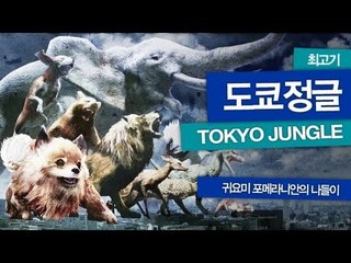 [최고기] 도쿄정글 - 귀요미 포메라니안의 나들이