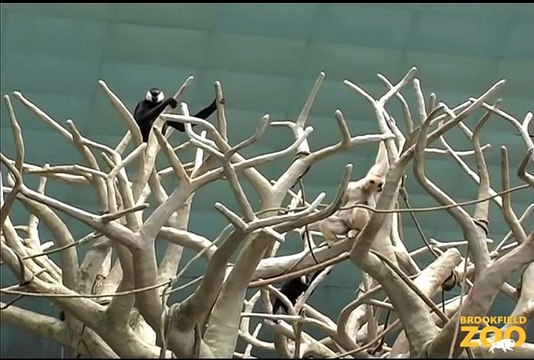 Duet of Singing Gibbons at Howling Wolves Forests Are Important - Polar Bears International Hudson Polar Bear 2 at Brookfield Zoo