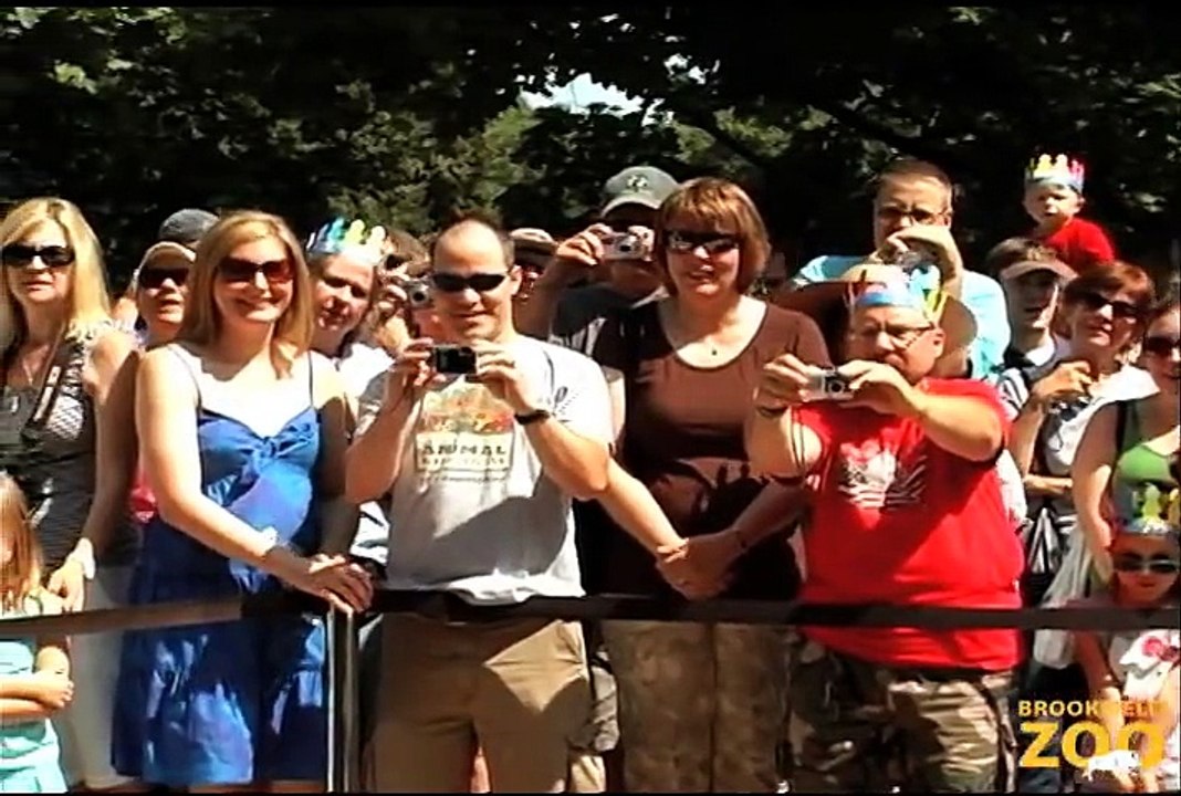 Cookie Cockatoo's 78th Birthday  Howling Wolves Forests Are Important - Polar Bears International Hudson Polar Bear 2 at Brookfield Zoo