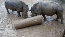 Rhinos at the Houston Zoo Lock Horns Over Toy