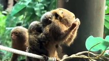 Tiny Twins׃ Baby Pygmy Marmosets