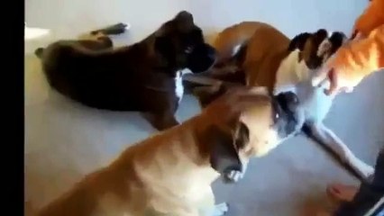 Ölü Takliti Yapan Hayvanlar