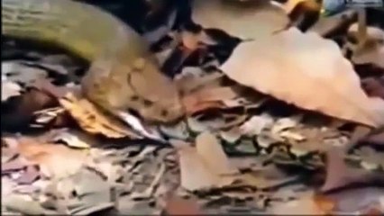NEW 2015   Anaconda Attack King Cobra - Wild Animals Attack - Video