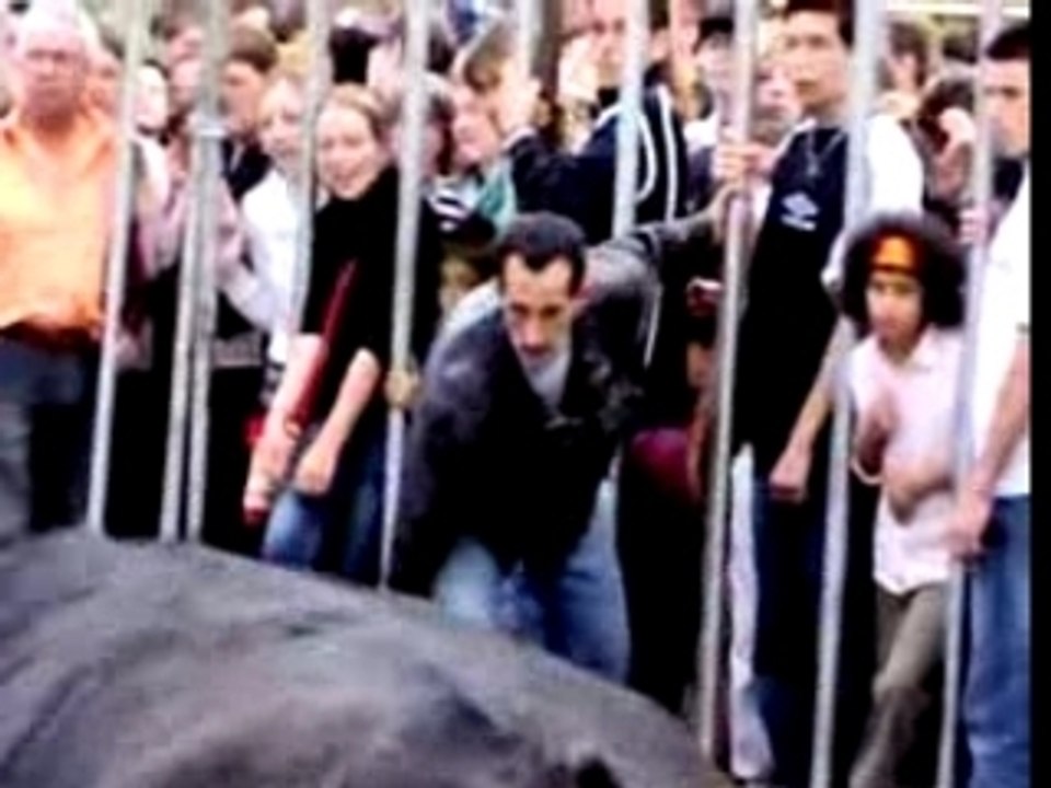 Sarko au taureau